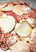 Image result for Chipped Shell