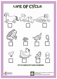 Image result for Animal Life Cycle Worksheet