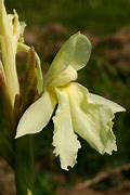 Image result for Roscoea cautleoides