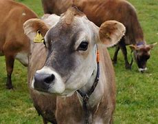 Image result for The Best Cow in Kenya