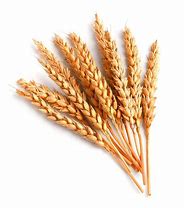 Image result for Bunch of Wheat