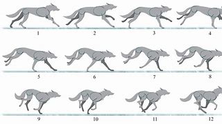 Image result for Wolf Run Cycle Frames