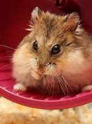 Image result for Mini Hamster