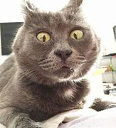 Image result for Russian Cat Funny