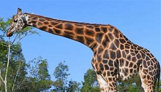 Image result for How Tall Is the Tallest Giraffe