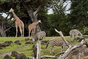 Image result for Africa Zoo