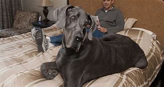 Image result for Biggest Dog Ever Lived
