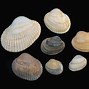 Image result for 3 Clam Shells