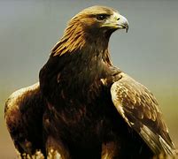 Image result for Mexico Eagles Wallpaper