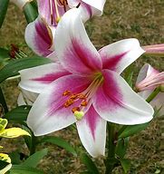 Image result for 2015 iPhone SE Carter Lily