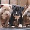 Image result for Pitbull Puppy