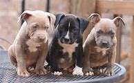 Image result for Pit Bull Puppy