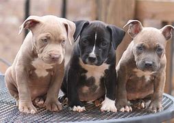 Image result for American Pit Bull Baby