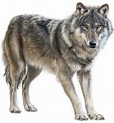 Image result for Wolf Whistle Symbol