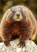 Image result for WoodChuck vs Groundhog