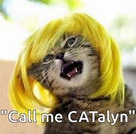 Image result for Dude Cat Meme