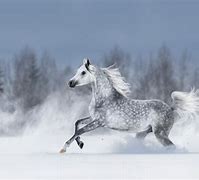 Image result for Great Arabian Horses
