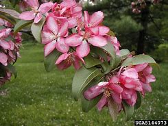 Image result for Malus Red Flesh