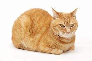 Image result for Orange Cat Loafing