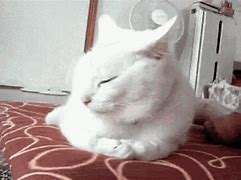 Image result for White Cat Low Quality GIF Meme