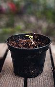 Image result for Apple Tree Pots