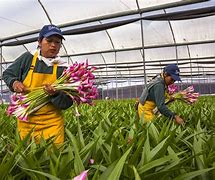 Image result for agriindustria