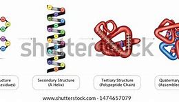 Image result for Tertiary Biology