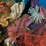 Image result for coral�fwro