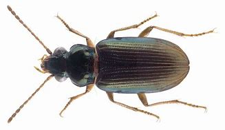 Image result for Pogoniulus Lybiidae