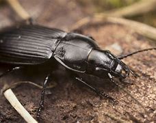 Image result for "ground-beetle"