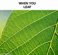 Image result for Leaves From the Vine Meme