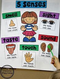 Image result for 5 Senses Preschool Activities