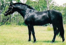 Image result for Friesian Sport Horse