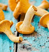 Image result for Mushrooms That Are Edible