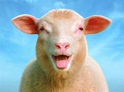 Image result for Funny Sheep Face