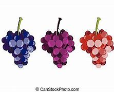 Image result for Grape Varieties