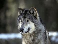 Image result for photo loup