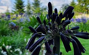 Image result for Agapanthus Black Magic