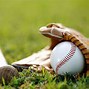 Image result for Baseball Accessories Product