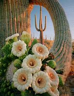 Image result for Desert Cactus Blooming Plants