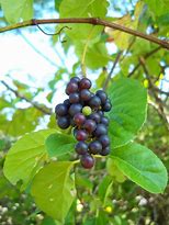 Image result for Possum Grapes