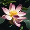 Image result for Free Lotus Flower