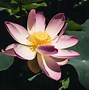 Image result for Lotus Flower Picture Free