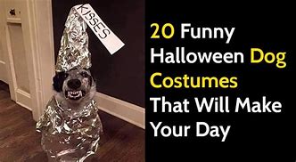 Image result for Funny Costume Dog Memes
