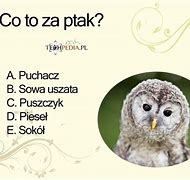 Image result for co_to_za_Żar_ptak