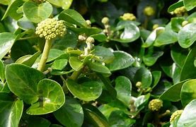 Image result for Hedera helix Arbori Compact