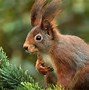 Image result for Funny Winter Animals