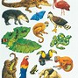 Image result for Rainforest Animals Template