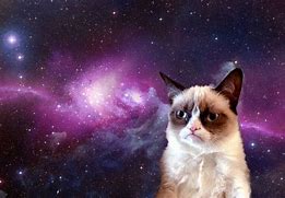Image result for What Heck Cat Meme