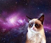 Image result for Cat Meme Laptop Wallpaper
